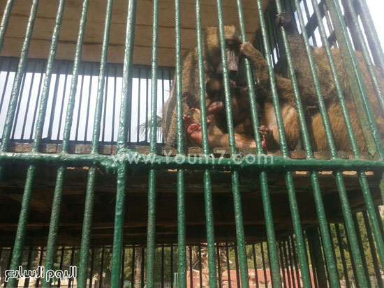 القردة سمر تضع مولدها الجديد عيد بحديقة حيوان الزقازيق (3)