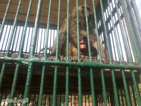 القردة سمر تضع مولدها الجديد عيد بحديقة حيوان الزقازيق (6)
