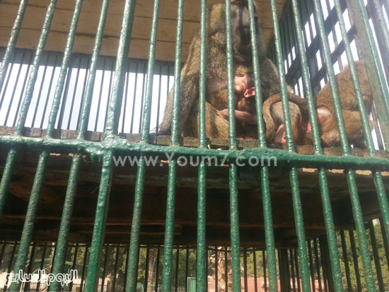القردة سمر تضع مولدها الجديد عيد بحديقة حيوان الزقازيق (7)