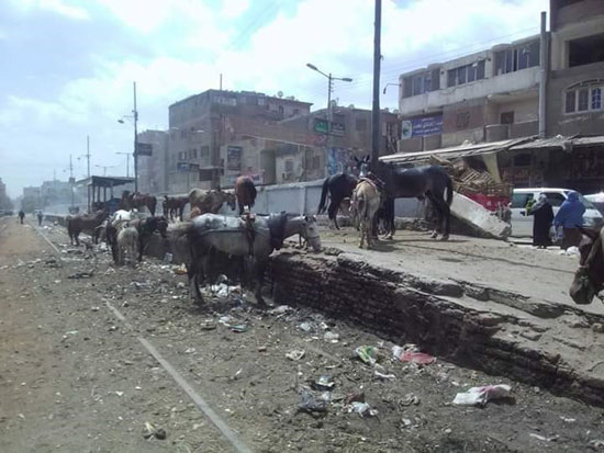  محطة قطار القلج لحظيرة مواشى بالقليوبية (1)