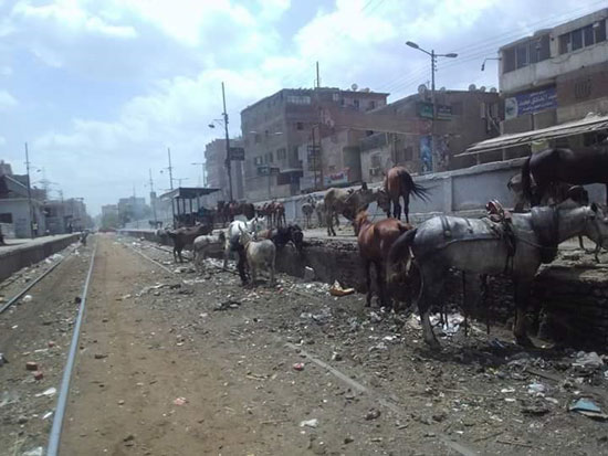  محطة قطار القلج لحظيرة مواشى بالقليوبية (5)