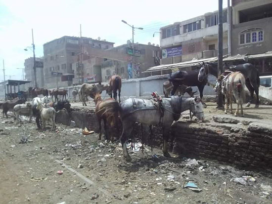  محطة قطار القلج لحظيرة مواشى بالقليوبية (6)