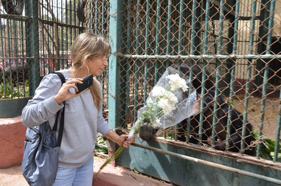ناشطة تقدم العزاء لعائلة الشمبانزى بوبو بالورود فى حديقة الحيوان (1)