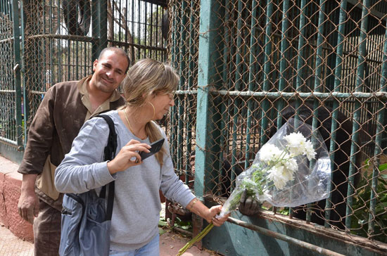 ناشطة تقدم العزاء لعائلة الشمبانزى بوبو بالورود فى حديقة الحيوان (3)