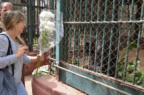 ناشطة تقدم العزاء لعائلة الشمبانزى بوبو بالورود فى حديقة الحيوان (5)