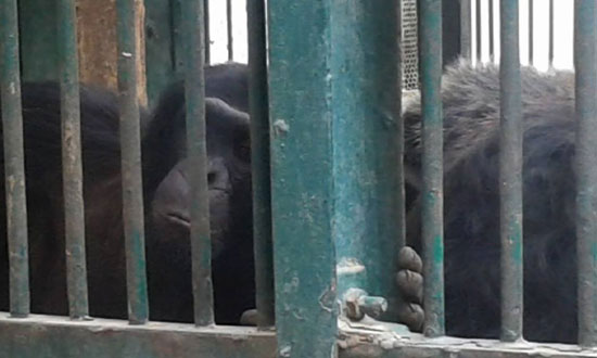 ناشطة تقدم العزاء لعائلة الشمبانزى بوبو بالورود فى حديقة الحيوان (6)