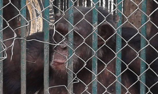 ناشطة تقدم العزاء لعائلة الشمبانزى بوبو بالورود فى حديقة الحيوان (7)