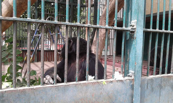 ناشطة تقدم العزاء لعائلة الشمبانزى بوبو بالورود فى حديقة الحيوان (8)
