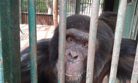ناشطة تقدم العزاء لعائلة الشمبانزى بوبو بالورود فى حديقة الحيوان (9)