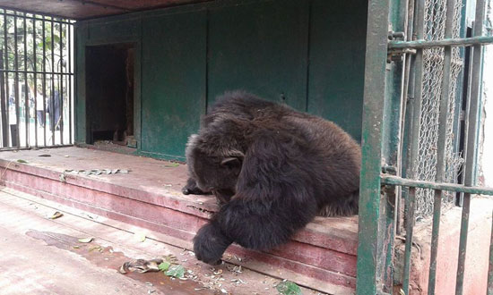 ناشطة تقدم العزاء لعائلة الشمبانزى بوبو بالورود فى حديقة الحيوان (10)
