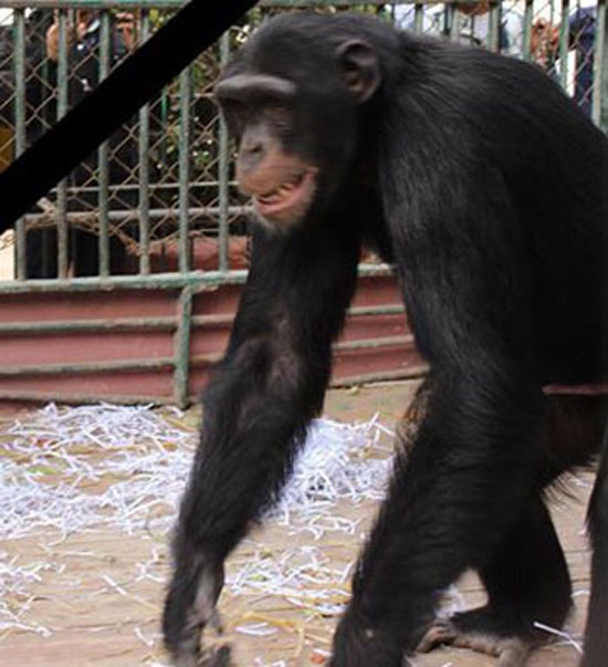 ناشطة تقدم العزاء لعائلة الشمبانزى بوبو بالورود فى حديقة الحيوان (11)