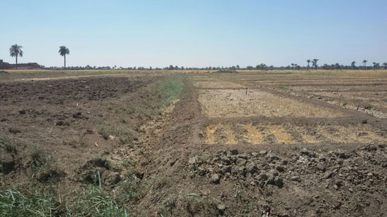  جفاف أراضى زراعية بسبب نقص مياه الرى بقرية بالفيوم (1)