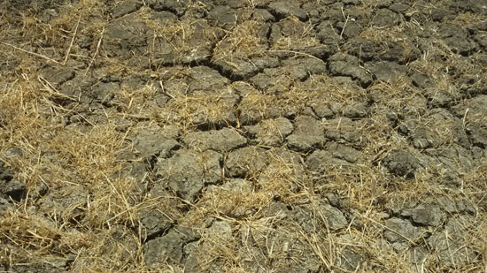  جفاف أراضى زراعية بسبب نقص مياه الرى بقرية بالفيوم (2)
