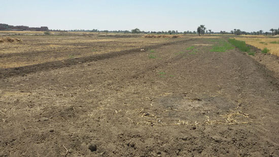  جفاف أراضى زراعية بسبب نقص مياه الرى بقرية بالفيوم (4)
