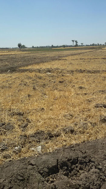  جفاف أراضى زراعية بسبب نقص مياه الرى بقرية بالفيوم (1)