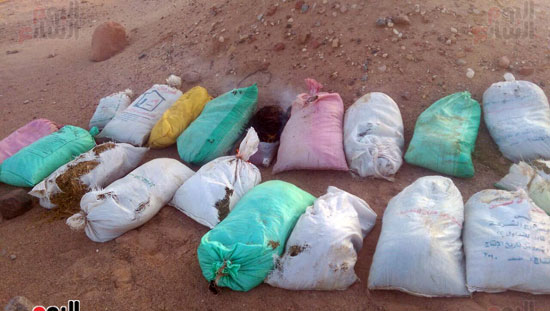  زراعات المخدرات بجنوب سيناء والافيون  (4)