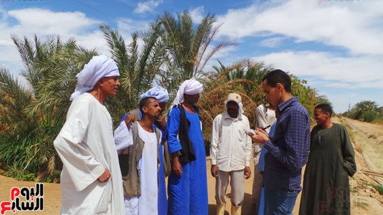 اليوم-السابع-تلتقى-أفضل-مزارع-بمصر-فى-إنتاج-القمح-(2)