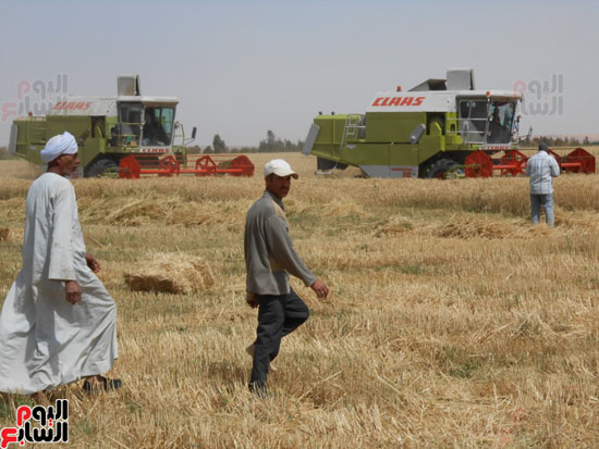 اليوم-السابع-تلتقى-أفضل-مزارع-بمصر-فى-إنتاج-القمح-(3)