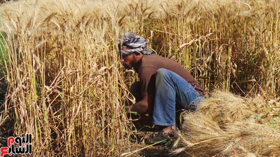 اليوم-السابع-تلتقى-أفضل-مزارع-بمصر-فى-إنتاج-القمح-(8)