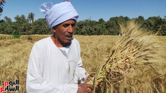 اليوم-السابع-تلتقى-أفضل-مزارع-بمصر-فى-إنتاج-القمح-(9)