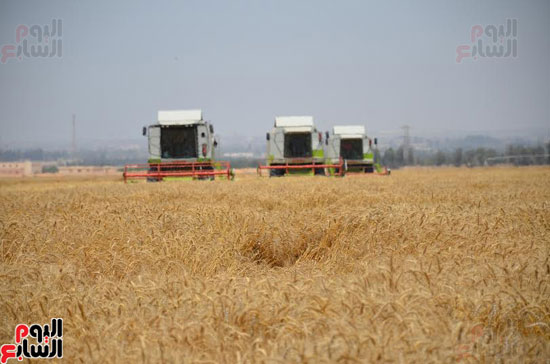 محافظ الإسماعيلية يشهد بدء انطلاق موسم حصاد القمح  (3)