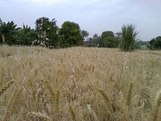 حصاد القمح (1)