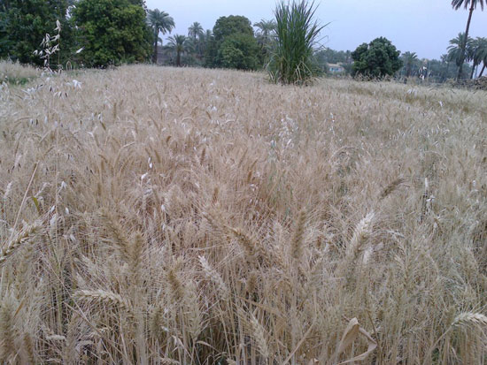 حصاد القمح (2)