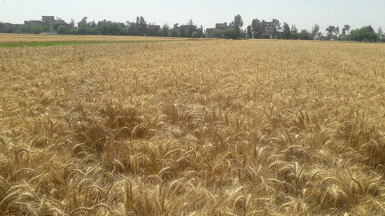 موسم حصاد القمح (11)