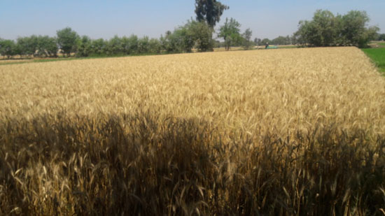 موسم حصاد القمح (9)
