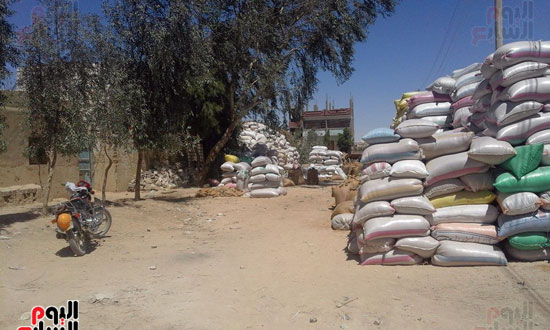مئات الاطنان من القمح فى شوارع الفرافرة (5)