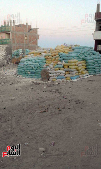 مئات الاطنان من القمح فى شوارع الفرافرة (7)