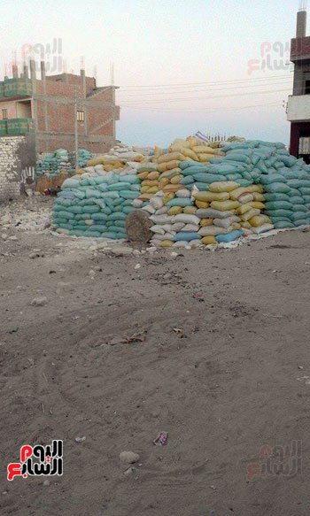 أطنان القمح ملقاة فى شوارع المحافظات بعد رفض استلامها من المزارعين (4)