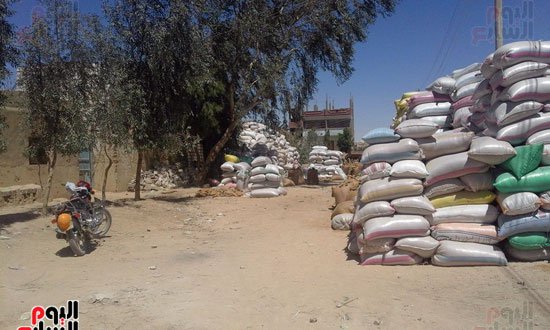 أطنان القمح ملقاة فى شوارع المحافظات بعد رفض استلامها من المزارعين (6)