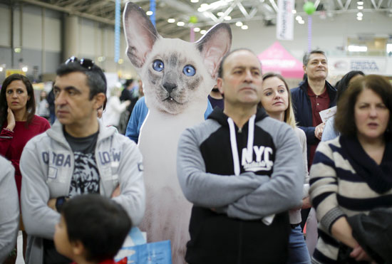 قطط-،-2016-cat-show-،-روما-،-ايطاليا-،-صور-منوعة--(10)