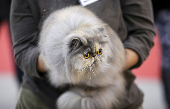 قطط-،-2016-cat-show-،-روما-،-ايطاليا-،-صور-منوعة--(22)