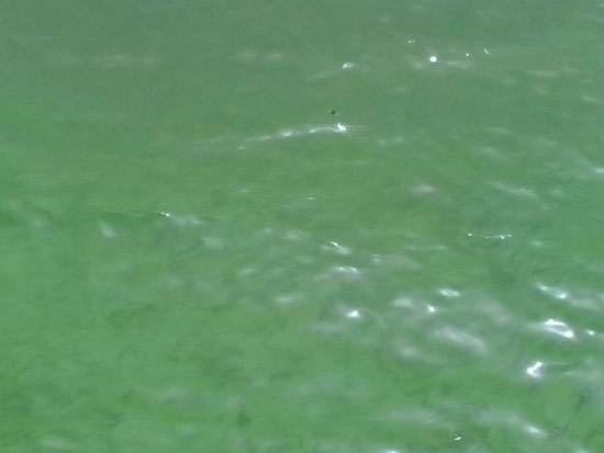 أ تكشف تغير لون مياه النيل إلى اللون الأخضر، أمام قرية  (4)