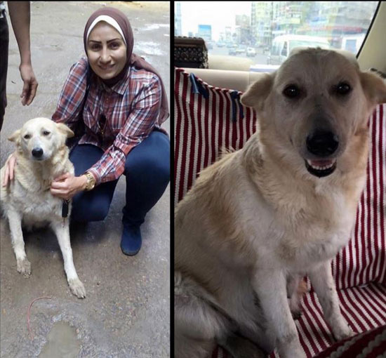 إحدى الناشطات التى اهتمت بحالة الكلبة لحين إنقاذها -اليوم السابع -5 -2015