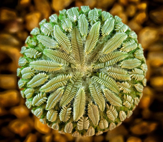 	نبات Pelecyphora Aselliformis -اليوم السابع -5 -2015