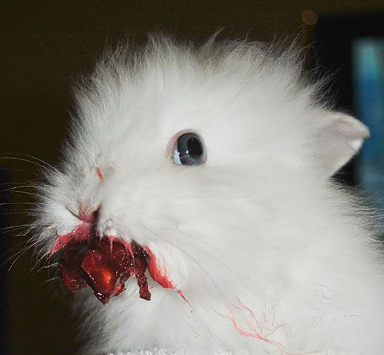 صورة لقط وهو يأكل واحدة من التوت البرى فى مشهد ساخر  -اليوم السابع -5 -2015