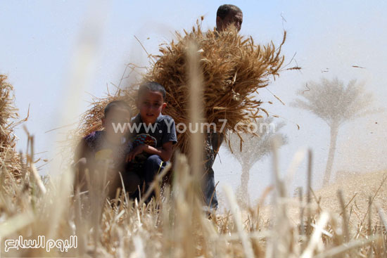 اليوم السابع -5 -2015