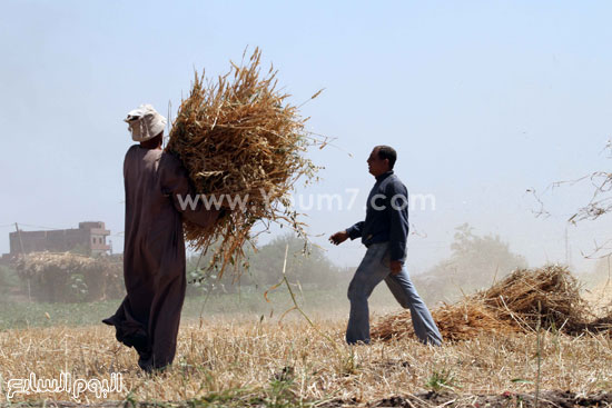 اليوم السابع -5 -2015