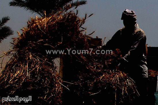 اليوم السابع -5 -2015