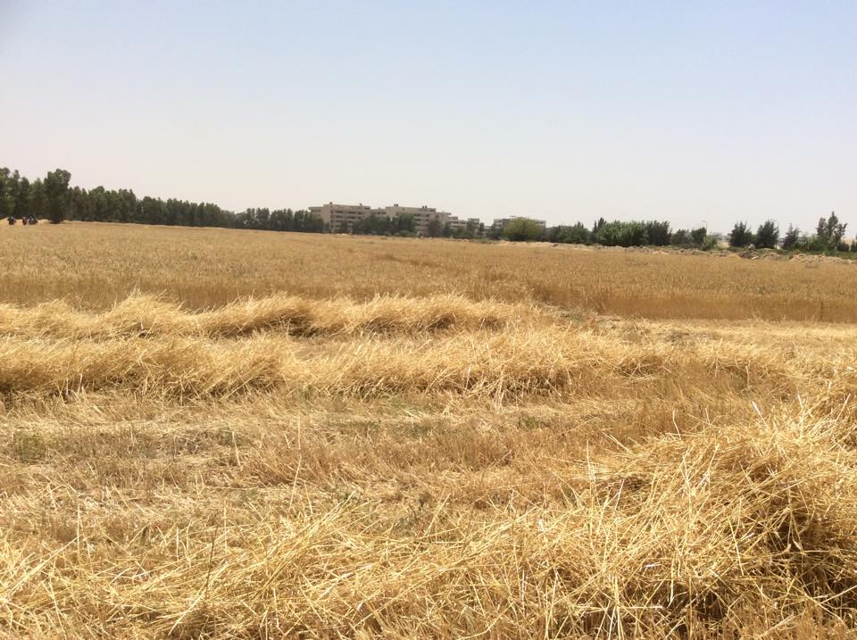 	جانب من مساحة القمح المنزرعة  -اليوم السابع -5 -2015