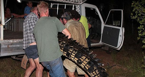 أرسل الأهالى التمساح إلى إحدى المحميات الطبيعية  -اليوم السابع -5 -2015