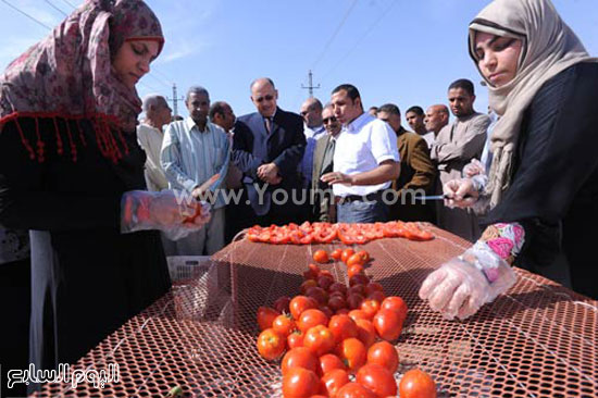   مشروع تجفيف الطماطم بقرية المطاعنة -اليوم السابع -5 -2015