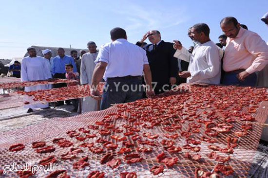   محطة تجفيف الطماطم بقرية المطاعنة بإسنا -اليوم السابع -5 -2015