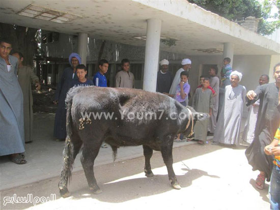 8-             سعادة الأهالى بدعمهم برؤوس الماشية -اليوم السابع -5 -2015