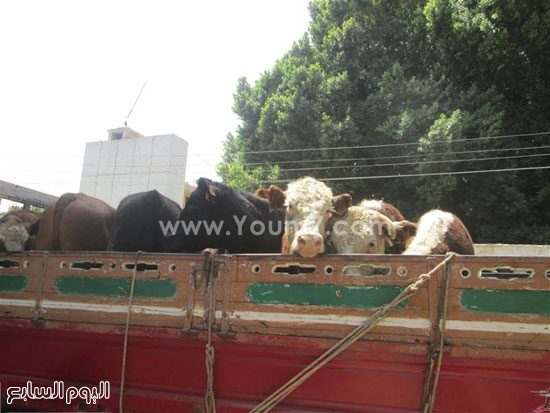 9-             رؤوس الماشية داخل السيارات قبل تسليمها للمواطنين -اليوم السابع -5 -2015
