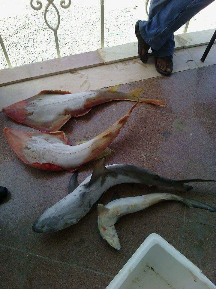  الأسماك المضبوطة -اليوم السابع -5 -2015