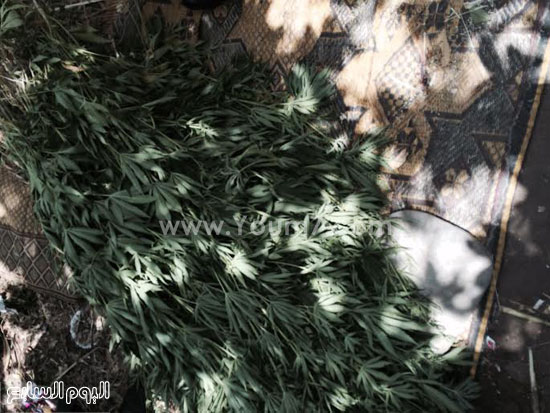 المضبوطات عبارة عن 500 شجرة بانجو  -اليوم السابع -5 -2015